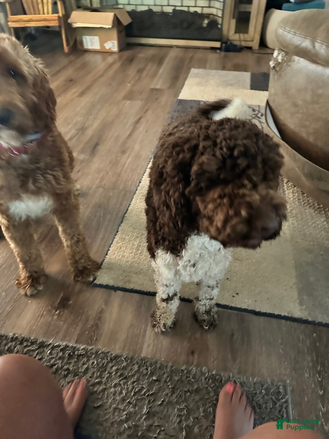 Mini Goldendoodle dogs for sale: Mini Goldendoodle Puppy 5 - Ad 4