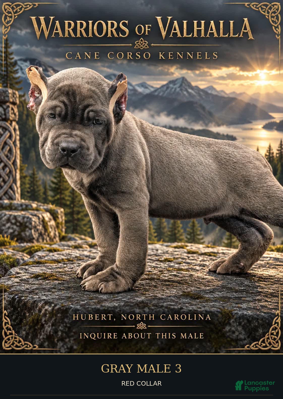 Cane Corso dogs Gray Cane Corso Male 3 - Ad 1