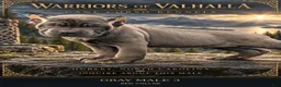 Cane Corso dogs for sale: Gray Cane Corso Male 3 - Ad 1