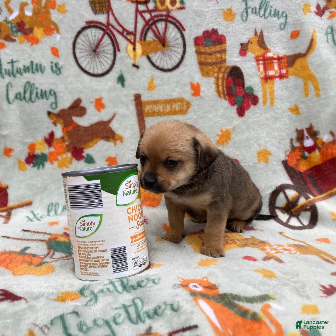 Chihuahua dogs for sale: Brody - Ad 2