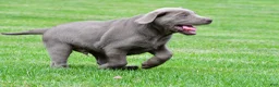 Labrador Retriever dogs for sale: Bobo - Ad 3