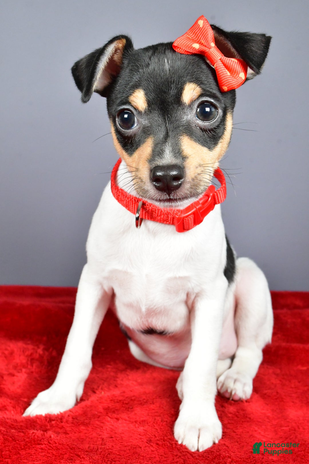 Toy Fox Terrier dogs for sale: Lucky - Ad 16