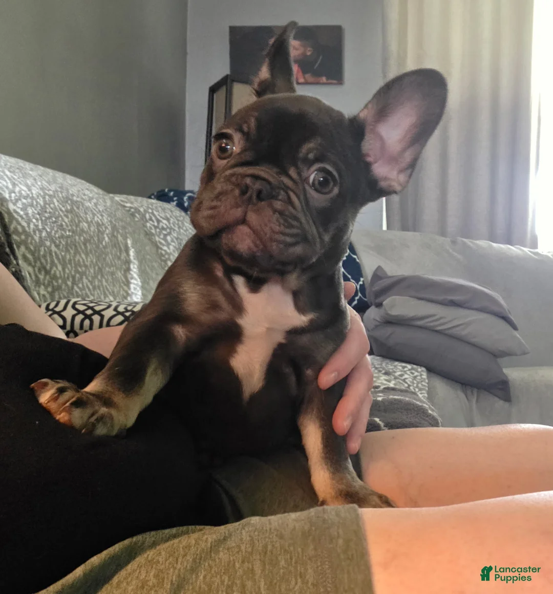 French Bulldog dogs for sale: Kiwi - Ad 1