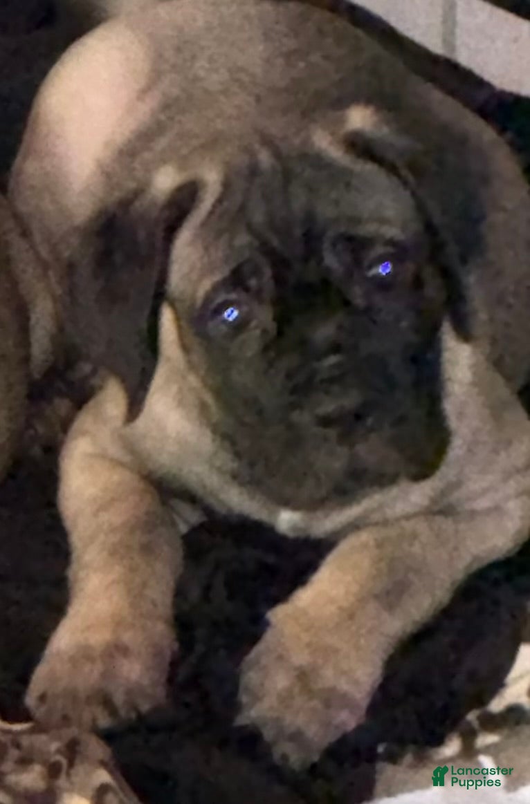 Cane Corso dogs for sale: Cane Corso 2 - Ad 4