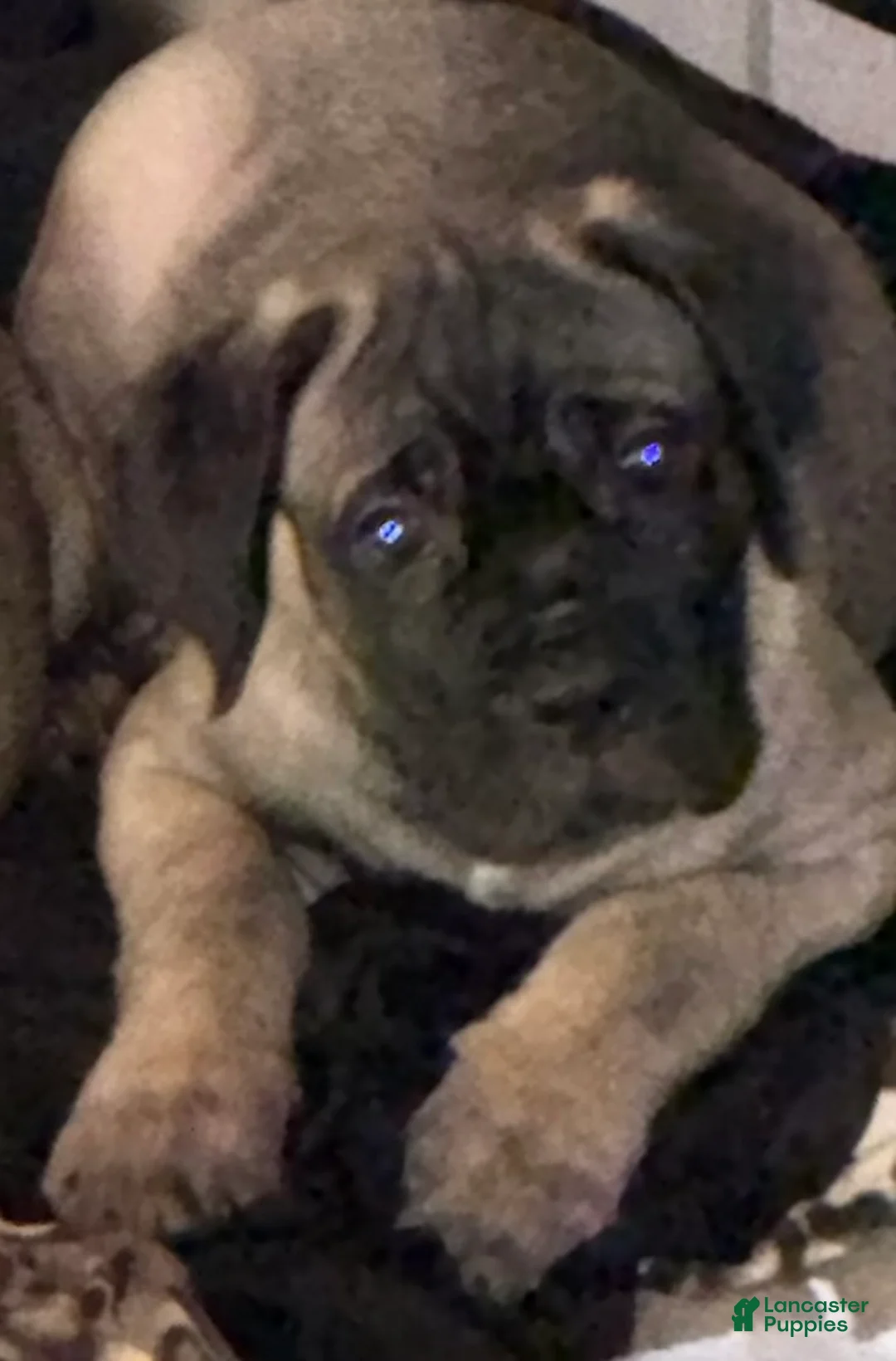 Cane Corso dogs for sale: Cane Corso 2 - Ad 1