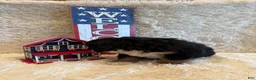 Bernese Mountain Dog dogs for sale: Garrett - Ad 12