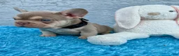 French Bulldog dogs for sale: Patrick - Ad 2