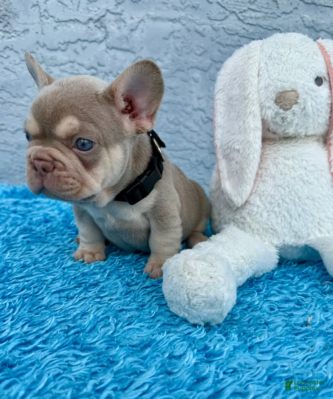 French Bulldog dogs for sale: Patrick - Ad 2