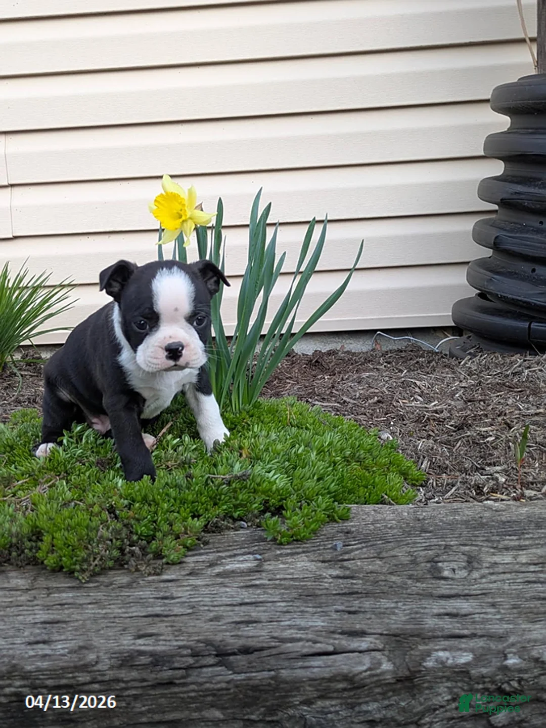 Boston Terrier dogs for sale: Colton - Ad 2