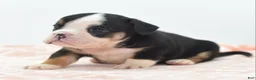 Mixed Breed dogs for sale: Princess  - Ad 13