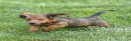 Miniature Dachshund dogs for sale: Marie Miniature Dachshund  - Ad 5