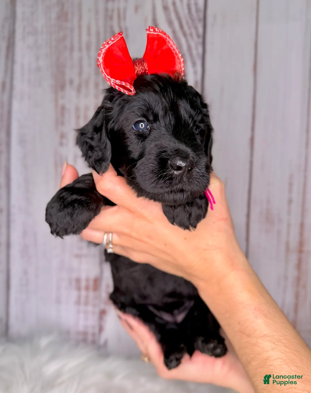 Goldendoodle dogs for sale: Goldendoodle Pink - Ad 2