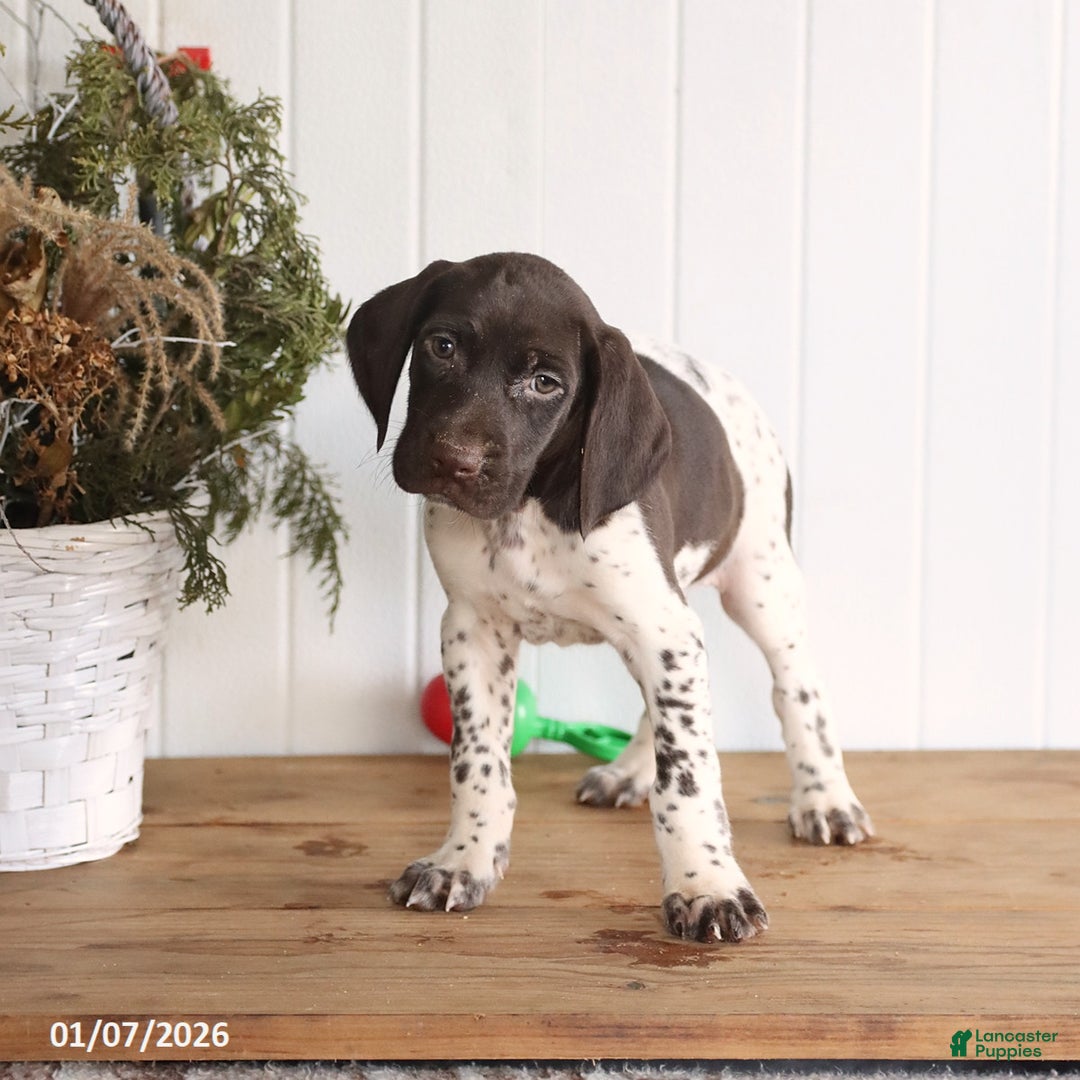 German Shorthaired Pointer dogs for sale: Gus - Ad 3