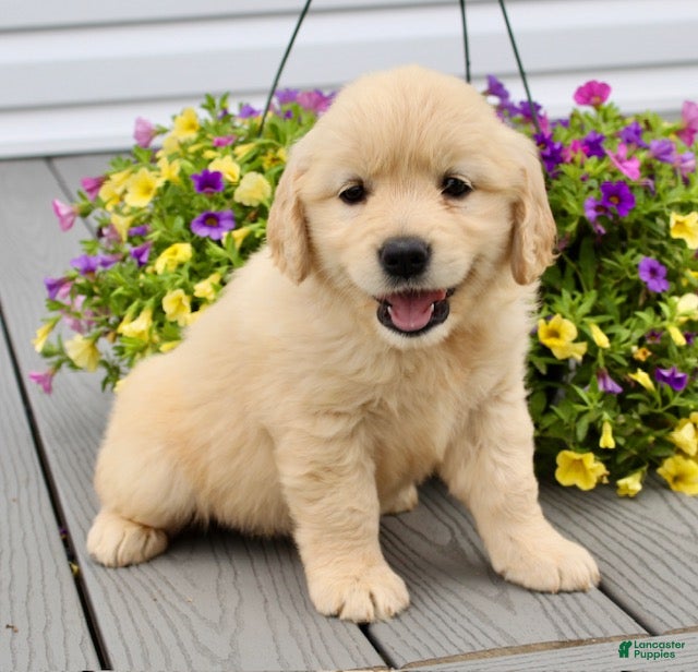 Golden Retriever dogs Trixie - Ad 2