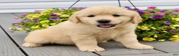 Golden Retriever dogs for sale: Trixie - Ad 2