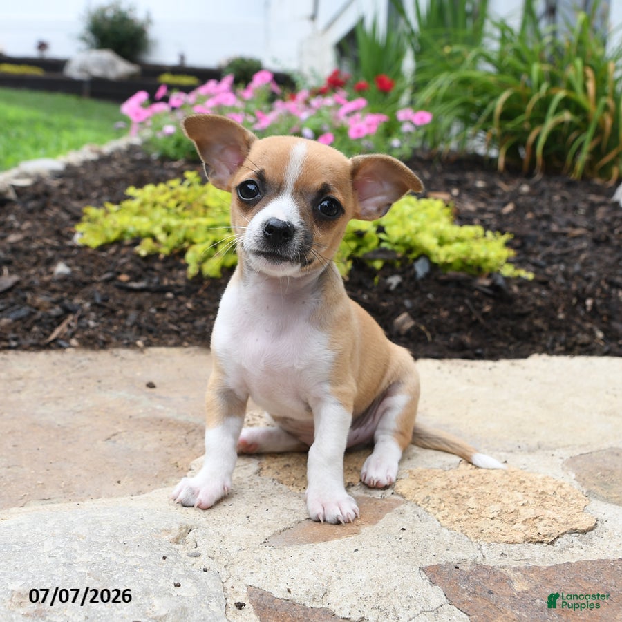 Chihuahua dogs Diego - Ad 2