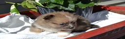 Pomeranian dogs for sale: Warrior - Ad 4