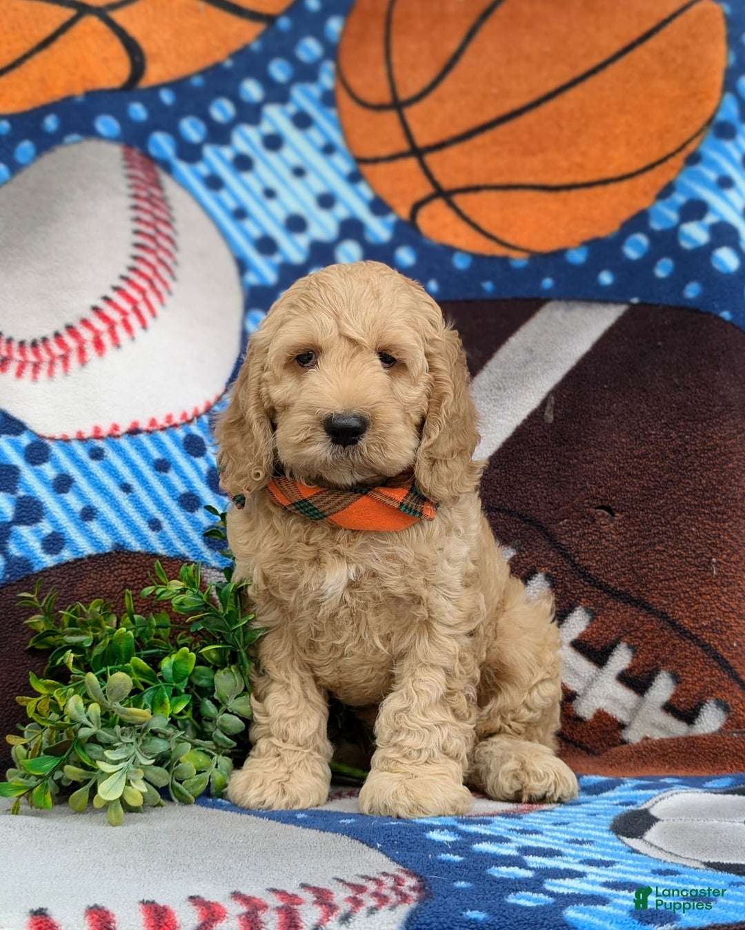 Cockapoo dogs for sale: Leon - Ad 22