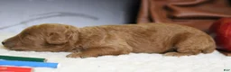 Mixed Breed dogs for sale: Seville - Ad 5