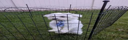 Maltese dogs for sale: Dakota  - Ad 5