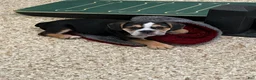 Beabull dogs for sale: Stella - Ad 4