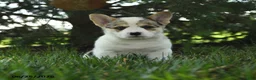 Mixed Breed dogs for sale: Aspen - Ad 3