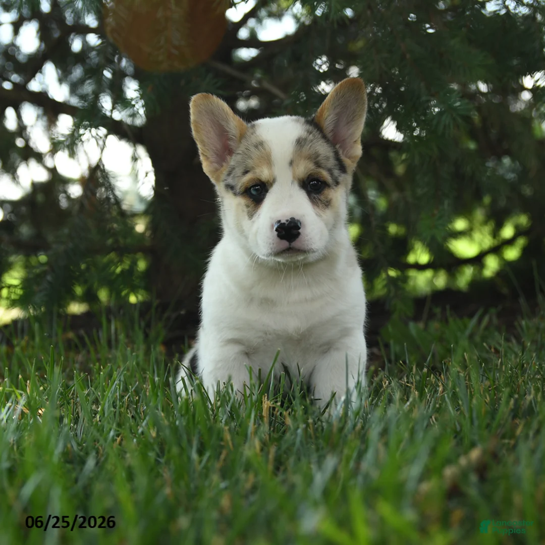 Mixed Breed dogs for sale: Aspen - Ad 3