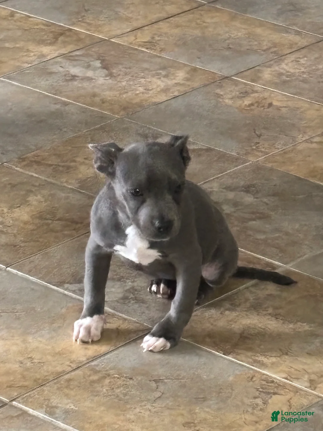 American Bully dogs for sale: American Bully 3 - Ad 2