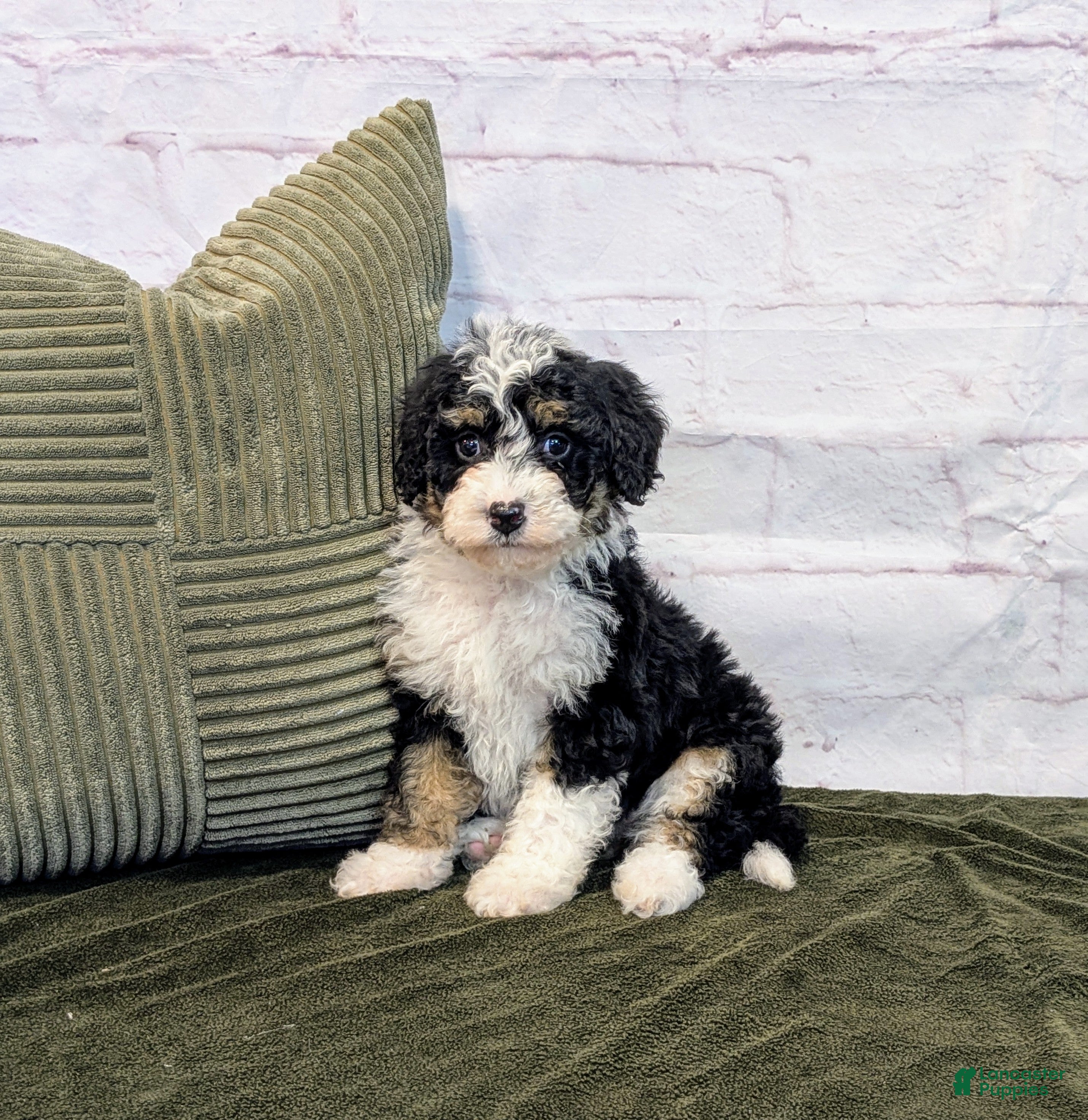 Mini Bernedoodle dogs Rory - Ad 31