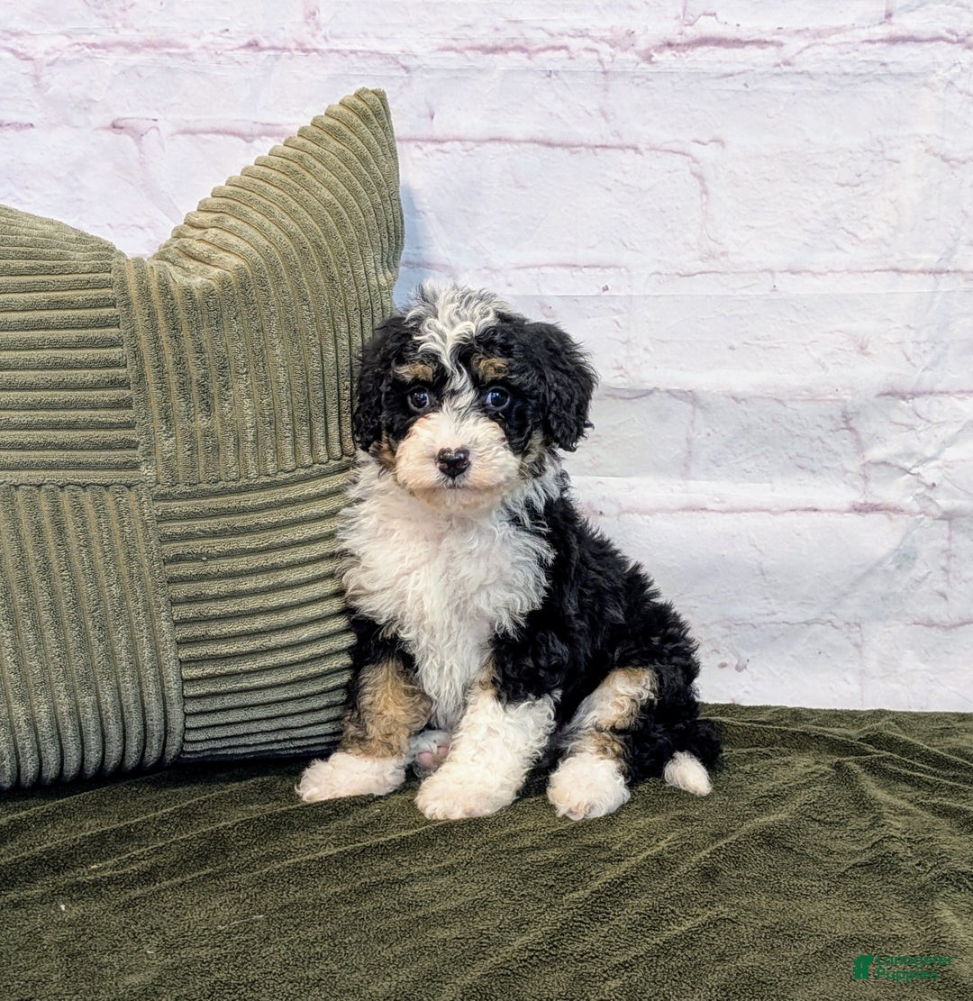 Mini Bernedoodle dogs for sale: Rory - Ad 1