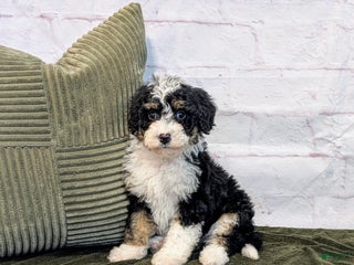 Mini Bernedoodle dogs Rory - Ad 18