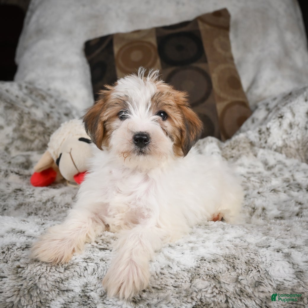 Mixed Breed dogs Charlie - Ad 2