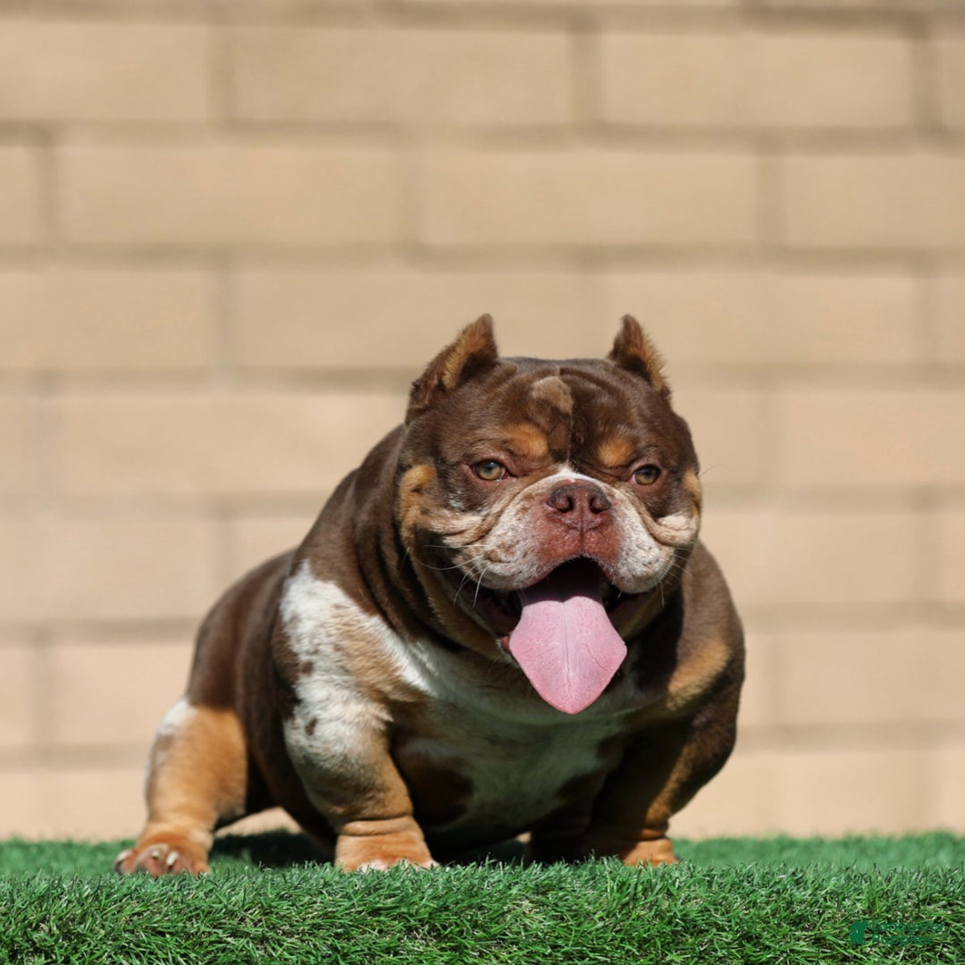 American Bully dogs for sale: American Bully Puppy 1 - Ad 2