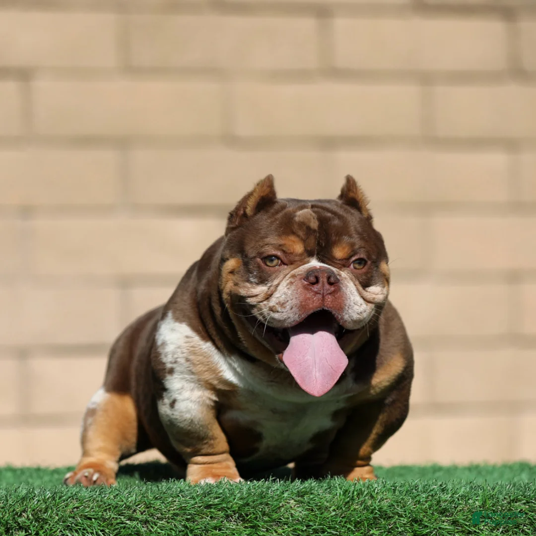 American Bully dogs for sale: American Bully Puppy 1 - Ad 2