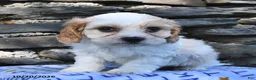 Cavachon dogs for sale: Teddy  - Ad 3