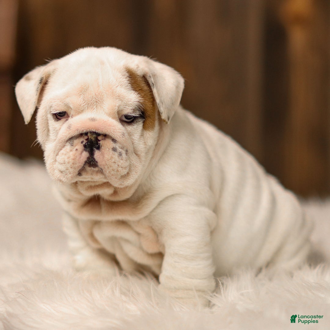 English Bulldog dogs for sale: Frosty - Ad 1