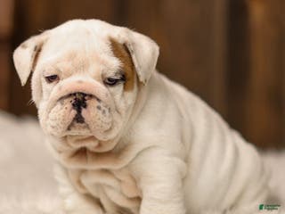 English Bulldog dogs Frosty - Ad 27