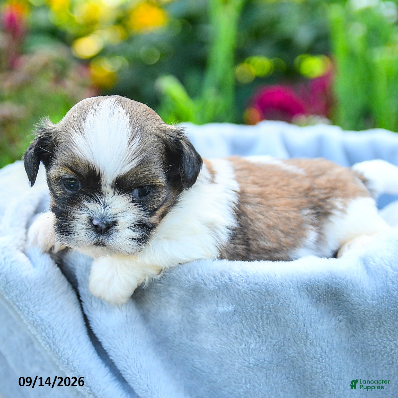Shih Tzu dogs Miles - Ad 1