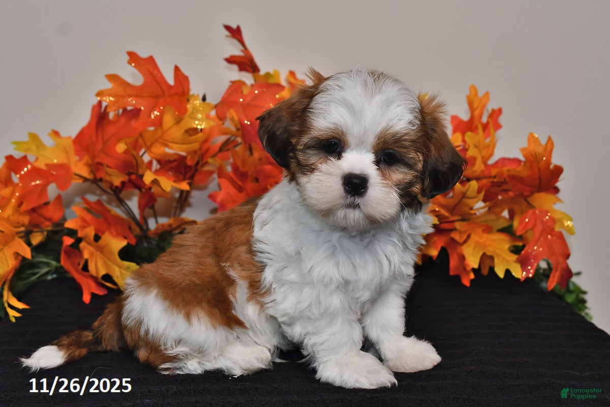 Shih Tzu dogs Snoopy - Ad 16