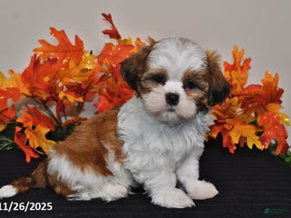 Shih Tzu dogs Snoopy - Ad 32