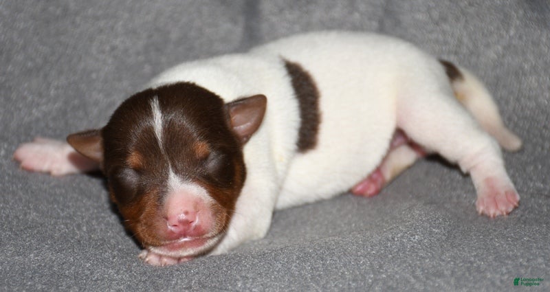 Rat Terrier dogs Massena - Ad 7