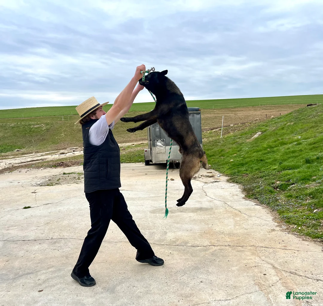 Belgian Malinois dogs for sale: Roxy❤️🐾AKC Registered🐾❤️Free Delivery Anywhere in US❤️Text 717-202-9120 - Ad 2