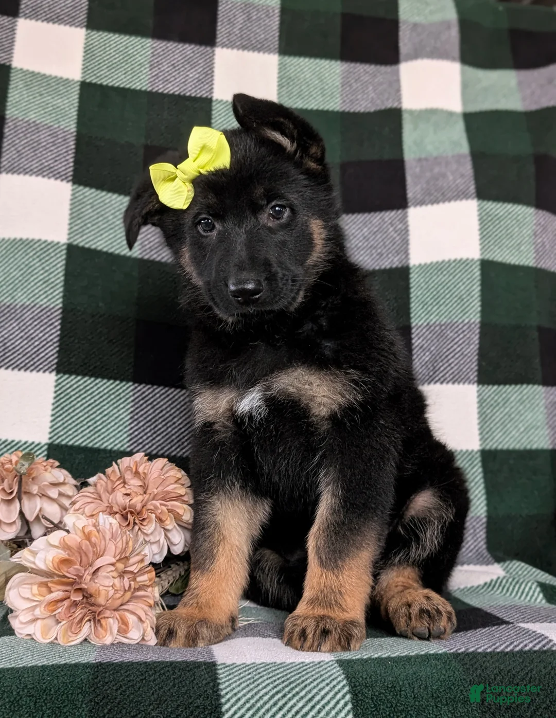 German Shepherd dogs for sale: Deidra - Ad 4