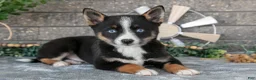 Pomsky dogs for sale: Zeke - Ad 1