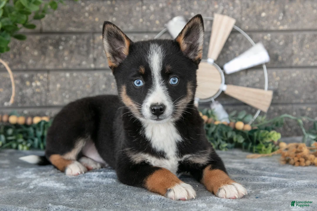 Pomsky dogs for sale: Zeke - Ad 1