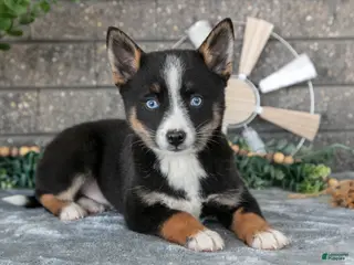 Pomsky dogs for sale: Zeke - Ad 2