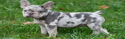 French Bulldog dogs for sale: Roxy - Ad 12