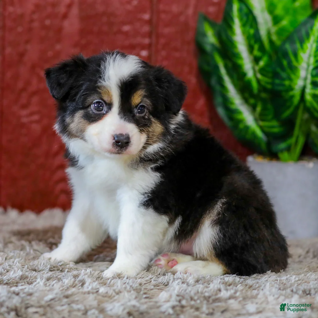 Miniature Australian Shepherd dogs for sale: Yvonne - Ad 2