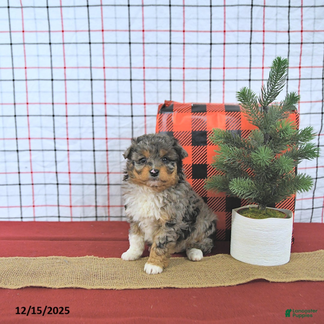 Mini Aussiedoodle dogs for sale: Angel EXTRA SMALL - Ad 5