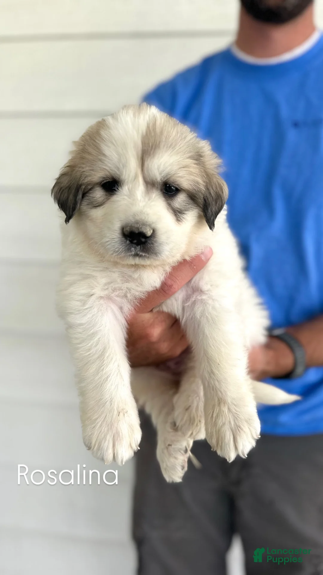 Great Pyrenees dogs for sale: Rosalina - Ad 1